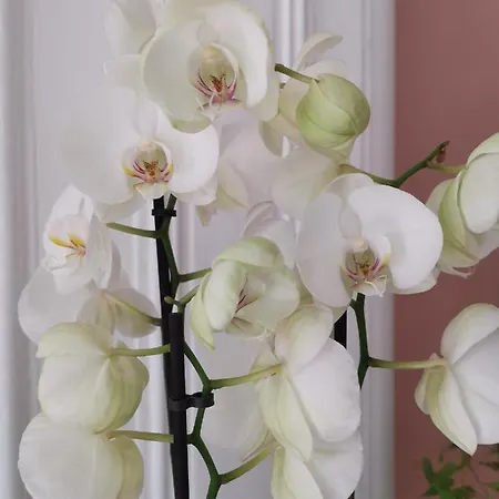 Jardin D'hiver De 70 M2 Bed & Breakfast 2*